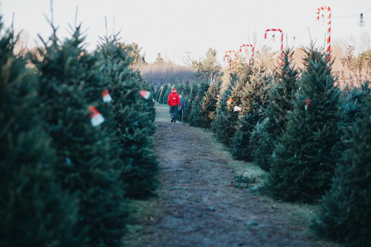 Medina Christmas Farm