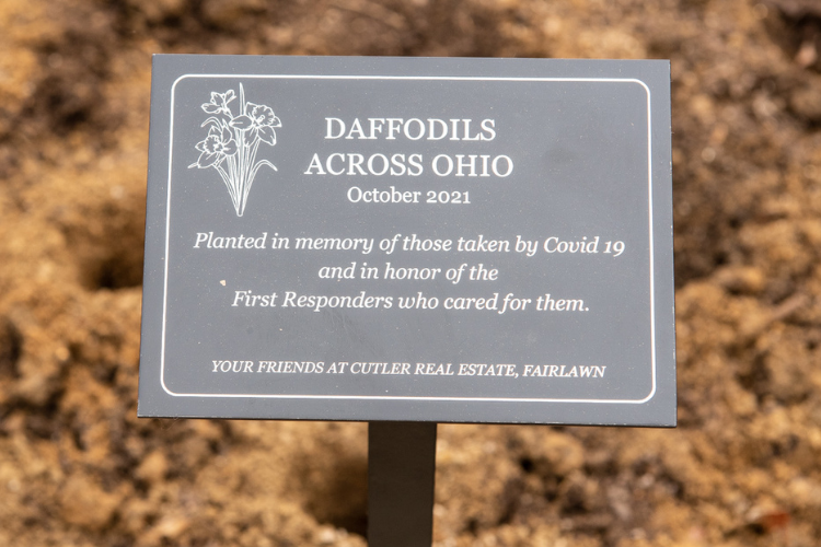 Daffodils Across Ohio - Cutler Real Estate